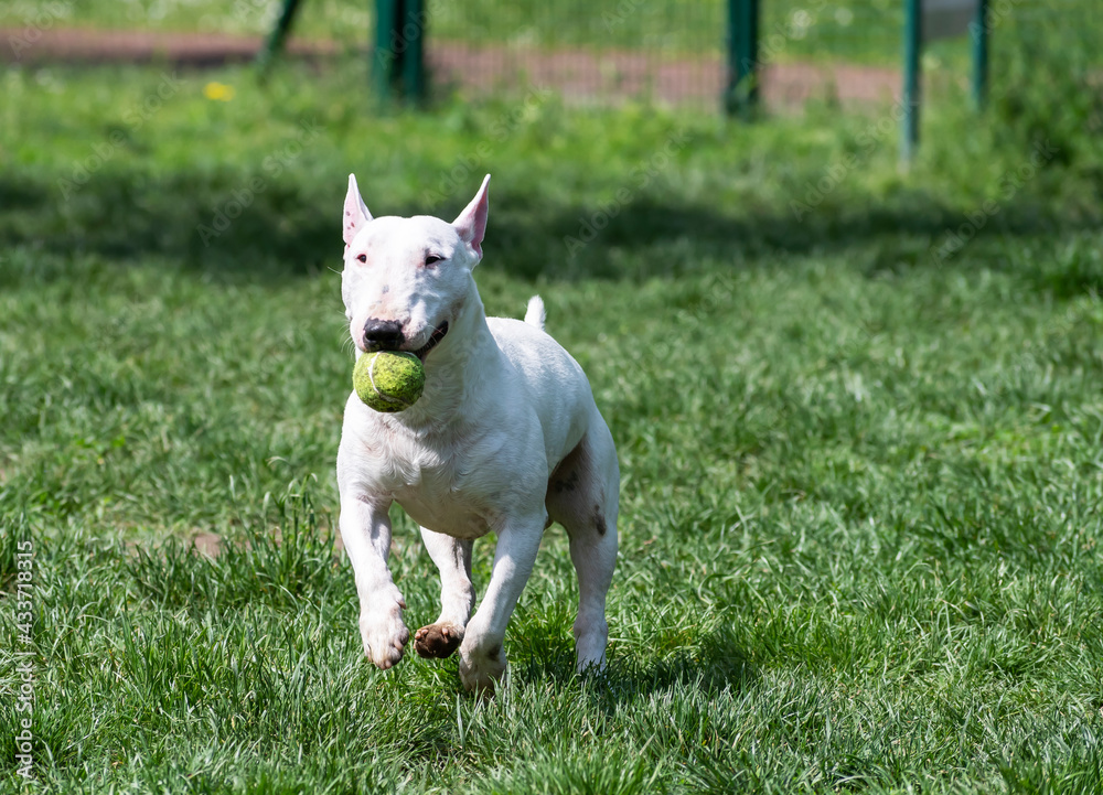 White miniature bull terrier