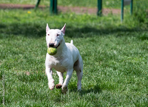 White miniature bull terrier
