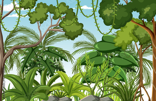 Forest scene with liana and many trees