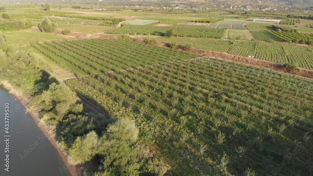 field with quince trees by the river, drone view field with quince trees by the river, drone view