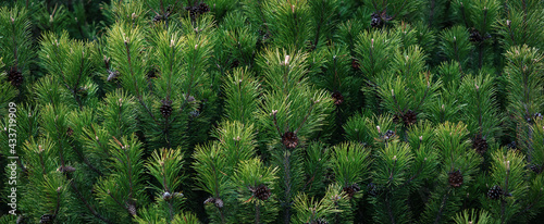 Dark green pine tree branches wide background  Scrub mountain pine closeup