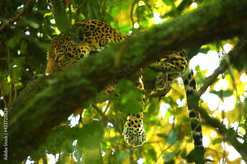 Belize city zoo jaguar