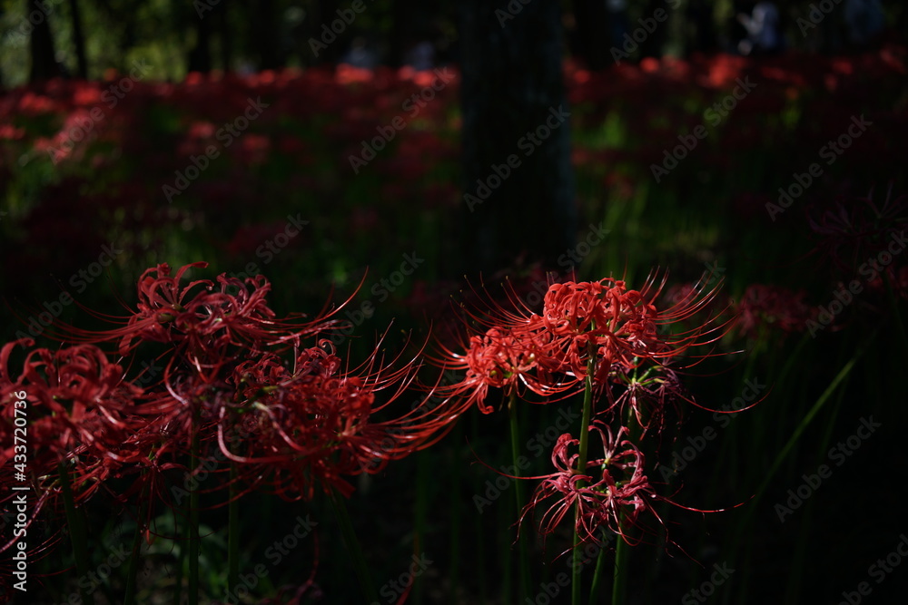 Red Flowers of Lycoris radiata in Full Bloom
Red Flowers of Lycoris radiata in Full Bloom