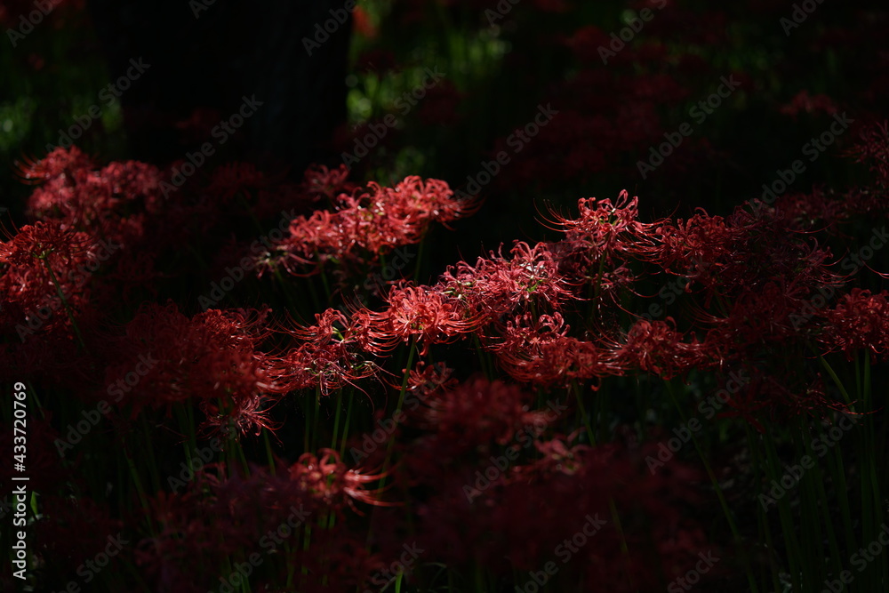 Red Flowers of Lycoris radiata in Full Bloom
Red Flowers of Lycoris radiata in Full Bloom
