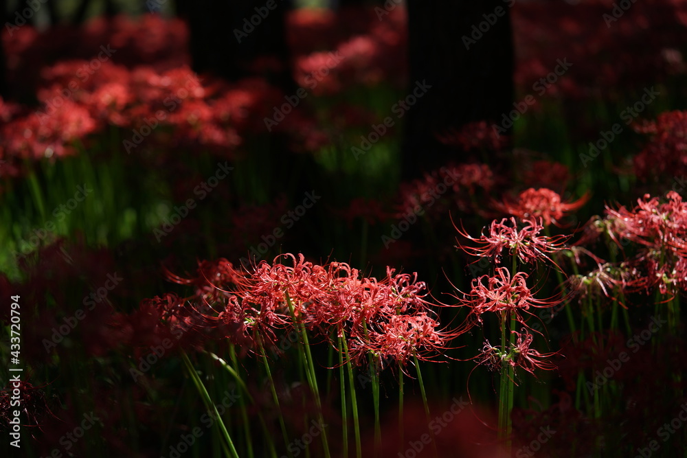 Red Flowers of Lycoris radiata in Full Bloom
Red Flowers of Lycoris radiata in Full Bloom