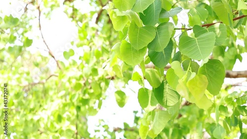 Bodhi leaves are light green and  copy space.