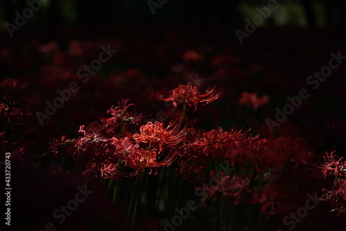 Red Flowers of Lycoris radiata in Full Bloom

