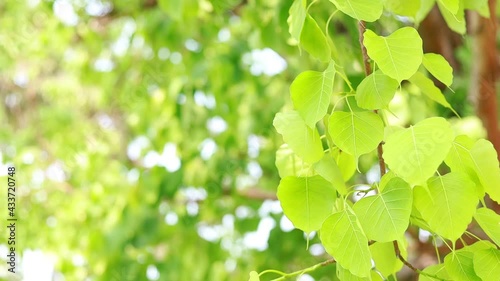 Bodhi leaves are light green and  copy space.