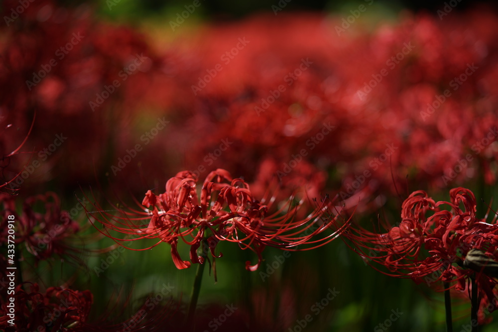 Red Flowers of Lycoris radiata in Full Bloom
Red Flowers of Lycoris radiata in Full Bloom