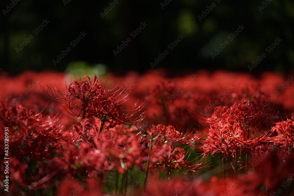 Red Flowers of Lycoris radiata in Full Bloom
Red Flowers of Lycoris radiata in Full Bloom