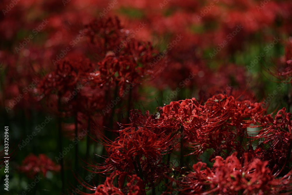 Red Flowers of Lycoris radiata in Full Bloom
Red Flowers of Lycoris radiata in Full Bloom