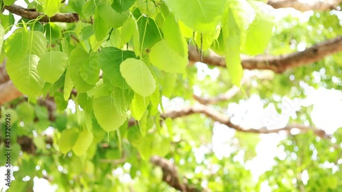 Bodhi leaves are light green and  copy space.
