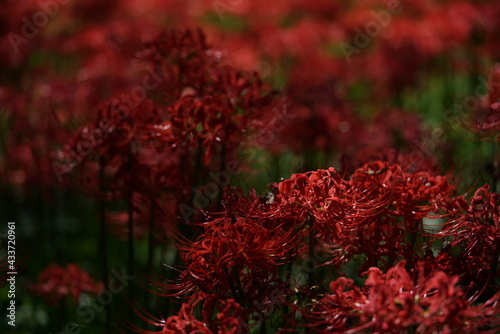 Red Flowers of Lycoris radiata in Full Bloom 