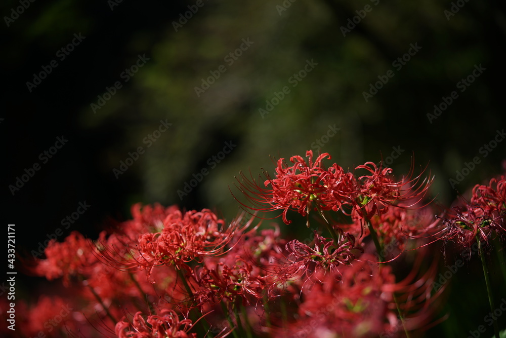 Red Flowers of Lycoris radiata in Full Bloom
Red Flowers of Lycoris radiata in Full Bloom