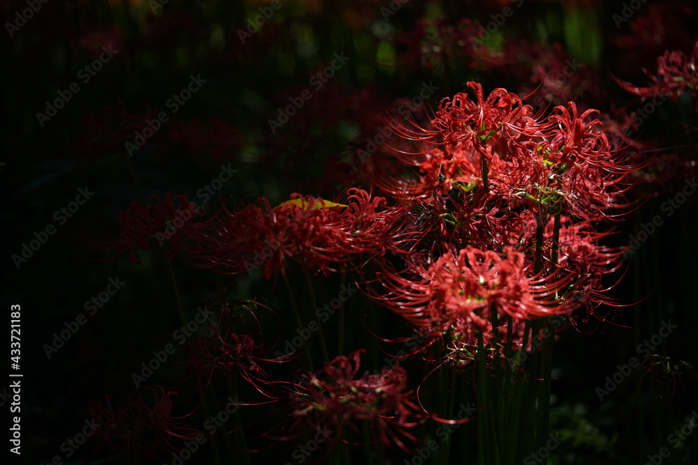Red Flowers of Lycoris radiata in Full Bloom
Red Flowers of Lycoris radiata in Full Bloom
