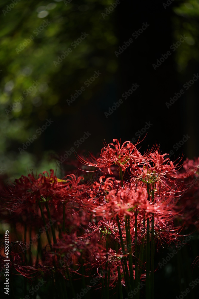 Red Flowers of Lycoris radiata in Full Bloom
Red Flowers of Lycoris radiata in Full Bloom