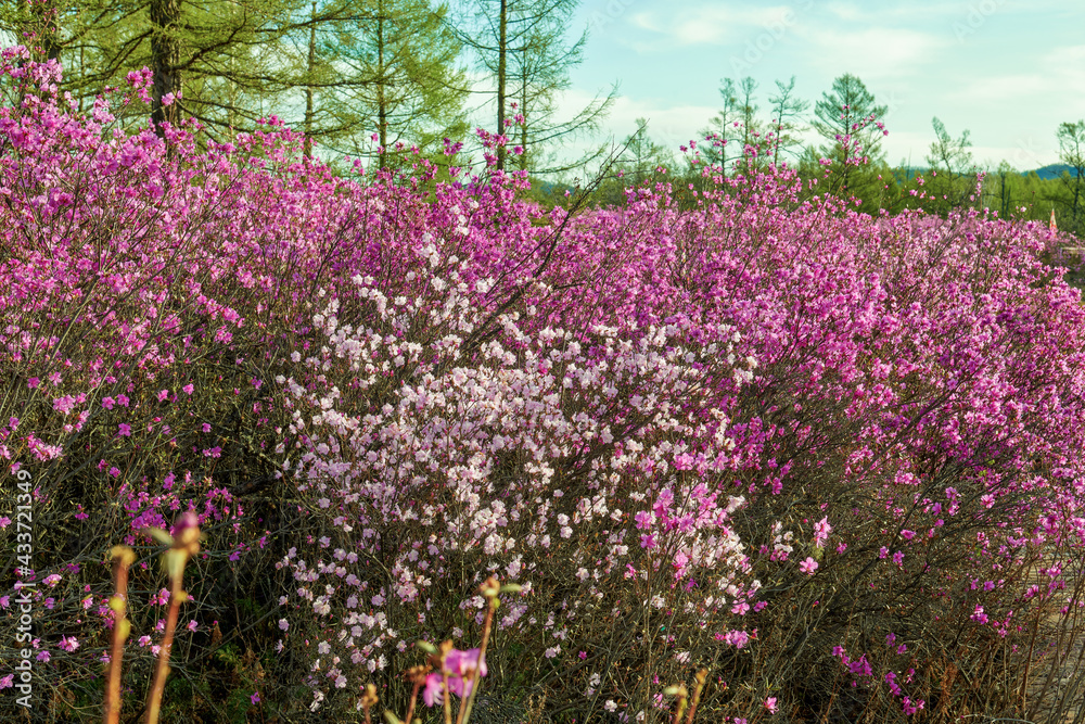 The azalea is in full bloom in May in Dahl marina national forest park. The azalea is in full bloom in May in Dahl marina national forest park.