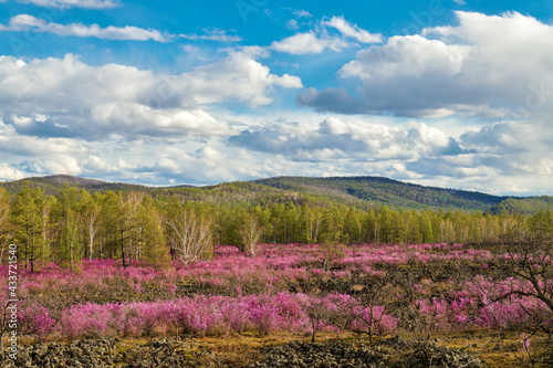 The azalea is in full bloom in May in Dahl marina national forest park.