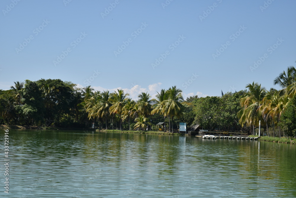 Lago natural con grandes palmeras de fondo y hermoso cielo azul Lago natural con grandes palmeras de fondo y hermoso cielo azul