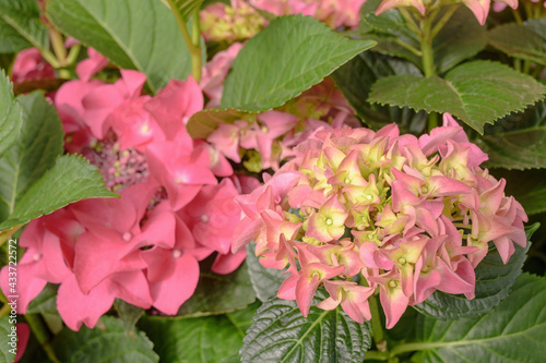 Floral background of pink hydrangea flowers close up.