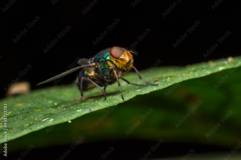 Naklejka premium fly on leaf Mosca en hoja