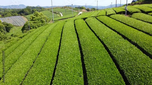 八女中央大茶園のドローン空撮