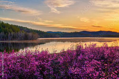 The azalea is full bloom in the lakeside sunrise.