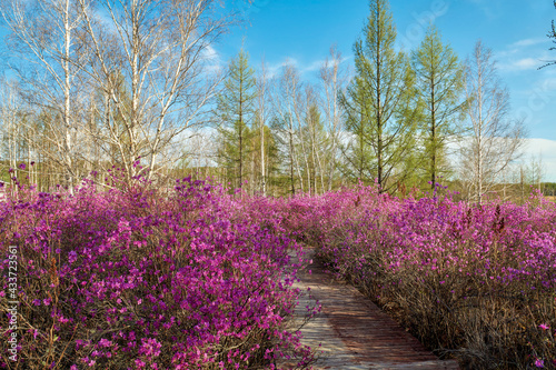 The path was lined with rhododendron flowers.