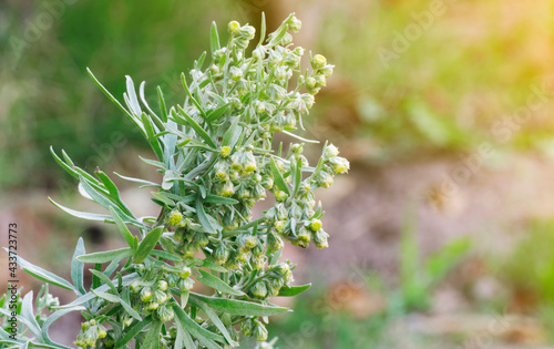 Wormwood (Artemisia Absinthium) plant starting to flowering with green blurred background and sunlight coming from the right photo