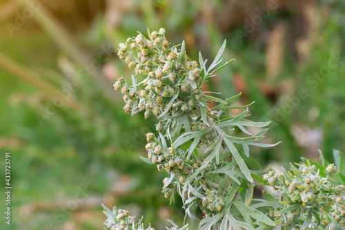 Wormwood (Artemisia Absinthium) plant starting to flowering with green blurred background and sunlight coming from the left.
