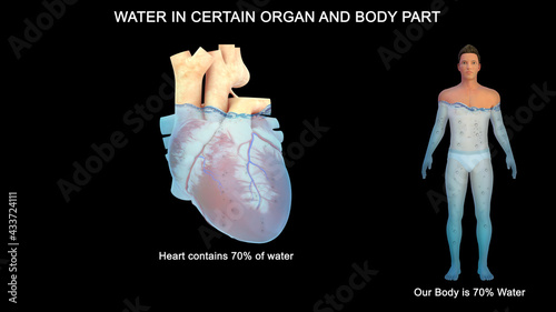 Water percentage in Heart photo