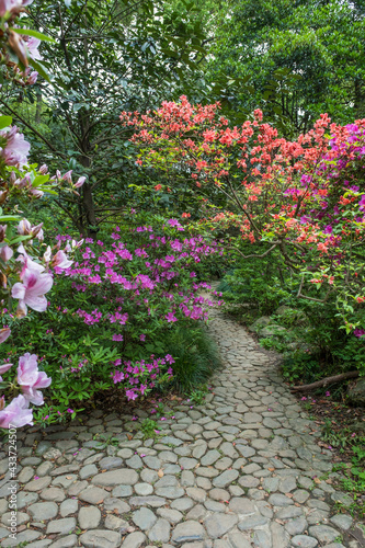 Early spring scenery of Moshan Rhododendron Garden in East Lake, Wuhan, Hubei, China