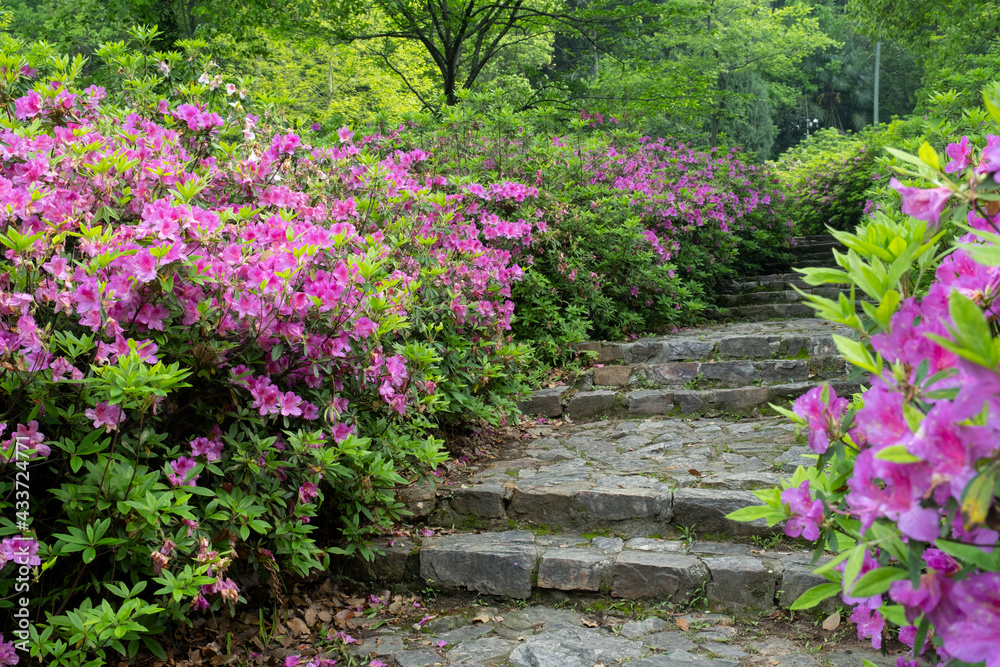 Fototapeta premium Early spring scenery of Moshan Rhododendron Garden in East Lake, Wuhan, Hubei, China