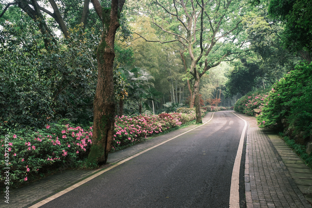 Obraz premium Early spring scenery of Moshan Rhododendron Garden in East Lake, Wuhan, Hubei, China