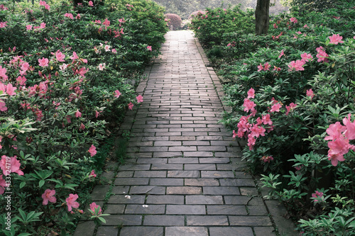 Early spring scenery of Moshan Rhododendron Garden in East Lake, Wuhan, Hubei, China