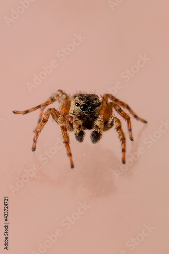 Araña tierna del genero Mexigonus 