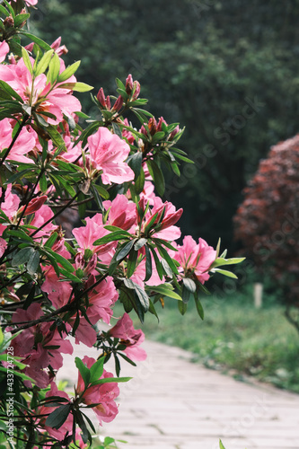 Wallpaper Mural Early spring scenery of Moshan Rhododendron Garden in East Lake, Wuhan, Hubei, China Torontodigital.ca