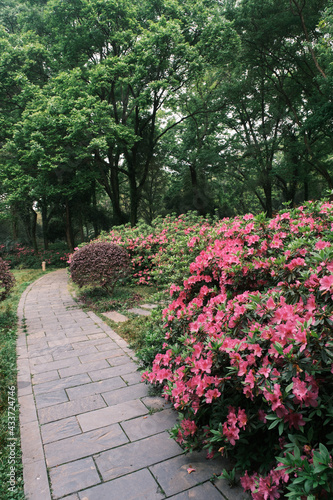 Early spring scenery of Moshan Rhododendron Garden in East Lake, Wuhan, Hubei, China