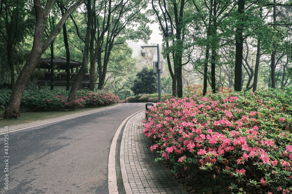 Early spring scenery of Moshan Rhododendron Garden in East Lake, Wuhan, Hubei, China Early spring scenery of Moshan Rhododendron Garden in East Lake, Wuhan, Hubei, China