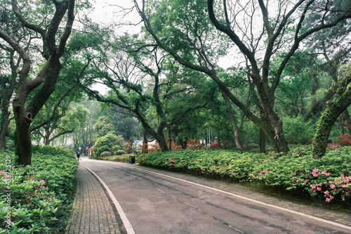 Early spring scenery of Moshan Rhododendron Garden in East Lake, Wuhan, Hubei, China