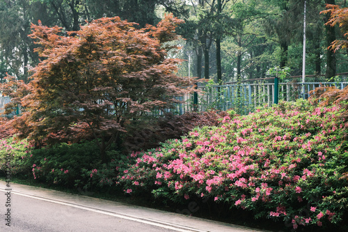 Early spring scenery of Moshan Rhododendron Garden in East Lake, Wuhan, Hubei, China photo