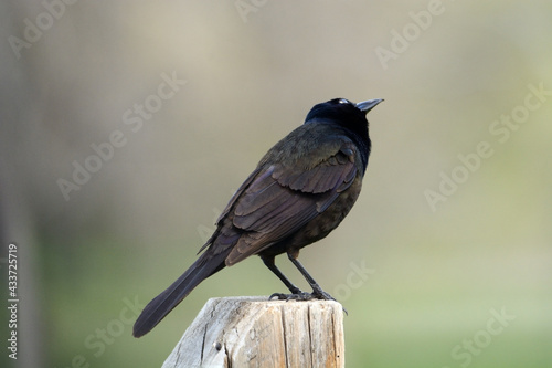 Common grackle bird or Quiscalus quiscula perched on fence post looking at sky bird watching a bird flying overhead photo