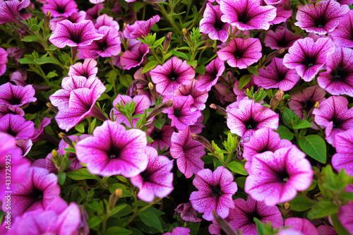 Bright pink petunia flowers for a background