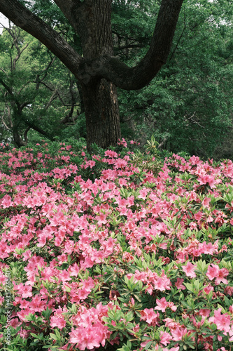 Fototapeta Naklejka Na Ścianę i Meble -  Early spring scenery of Moshan Bonsai Garden in East Lake, Wuhan, Hubei