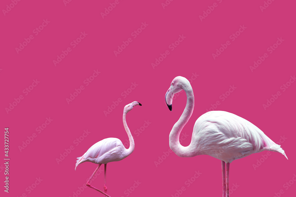 Obraz premium Pink Flamingos