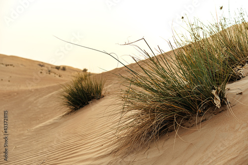 Fototapeta Naklejka Na Ścianę i Meble -  Yellow sand dunes in Dubai desert for a background