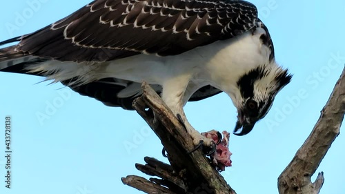 Osprey predator eating prey fish it caught