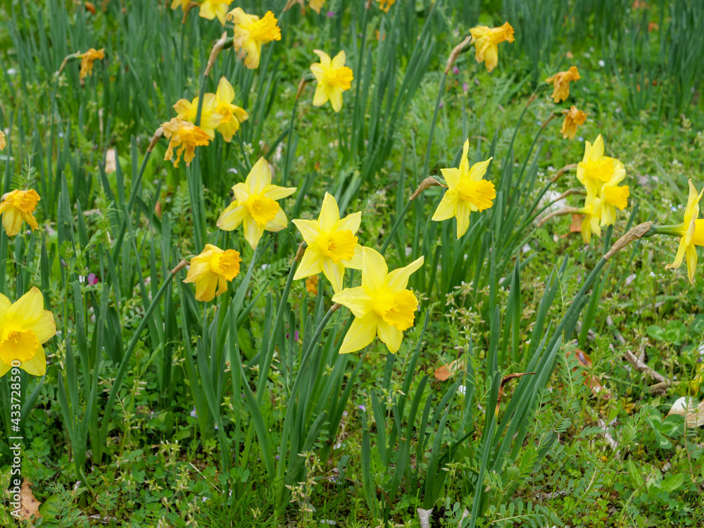 Fototapeta premium Japan-Narcissus field at Hana Festa Memorial Park in Gifu Prefecture
