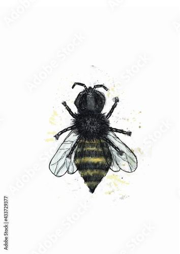 watercolor vector bee