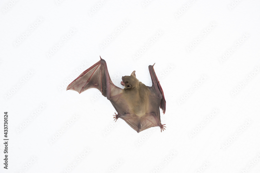 Fototapeta premium A bat on a white background, it has wings and long ears.